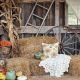 fall_mini_5